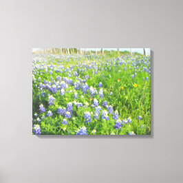 Canvas estendida de Bluebonnets na estrada