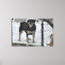 Canvas Esticadas Imprimir Cão Atrás da Cerca