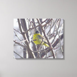 Canvas - Finch Amarelo nas Ramificações de inverno