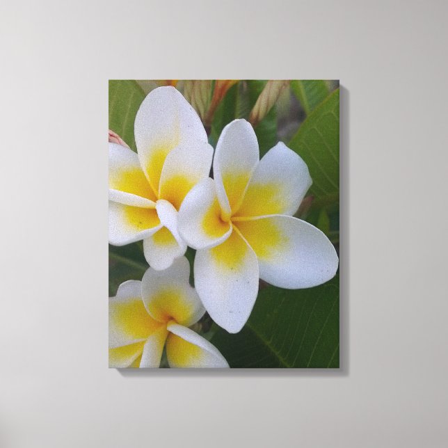 Canvas Frangipani (Frente)
