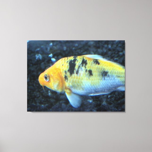 Canvas Goldfish (Frente)