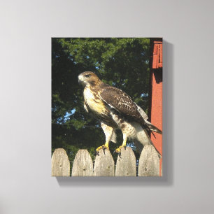 Canvas Hawk