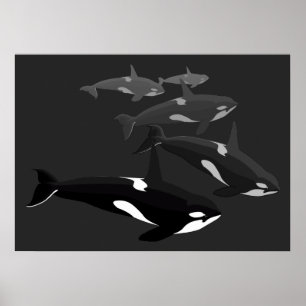 Canvas Impressa de Poster de Baleia Orca