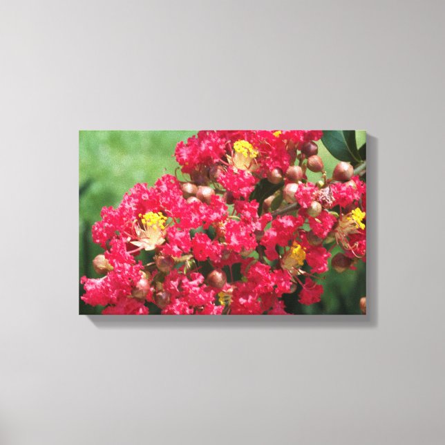 Canvas Imprimem O Vermelho Crepe Myrtle Bloom (Frente)
