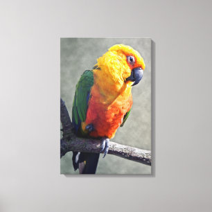 Canvas Jenday Conure