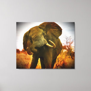 Canvas loucas do elefante africano