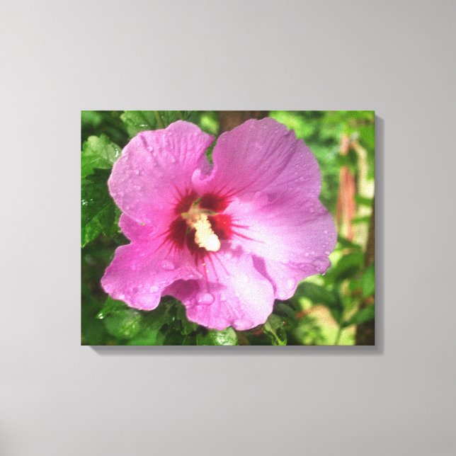 Canvas - Molhada - Rosa rosa de Sharon (Frente)