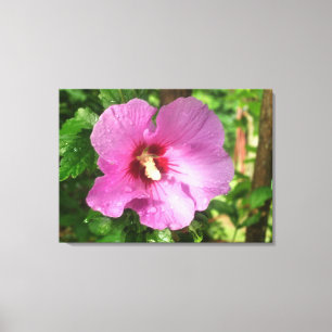 Canvas - Molhada - Rosa rosa de Sharon