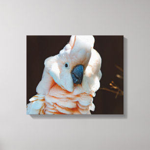 Canvas molucanas do Cockatoo