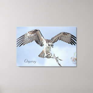 Canvas Osprey