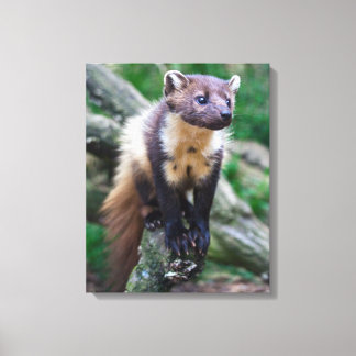 Canvas Pine Marten