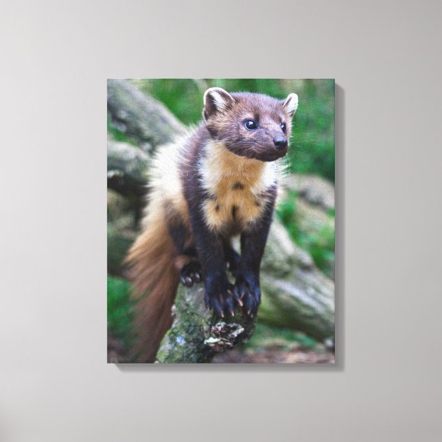 Canvas Pine Marten (Frente)