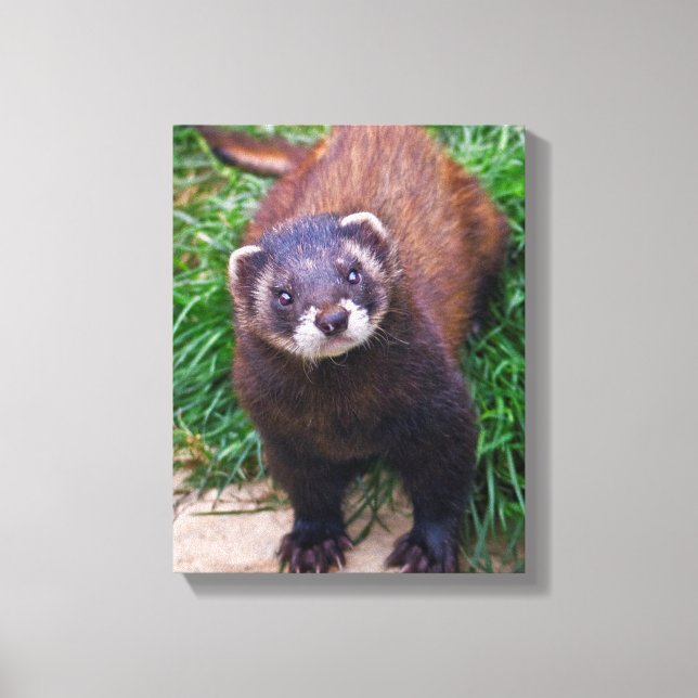 Canvas Polecat (Frente)