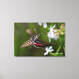 Canvas Premium de Hummingbird
