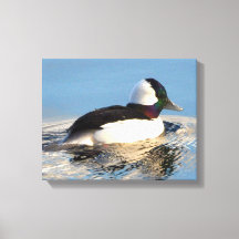 Canvas Premium de Pato de Bufflehead (Gloss)