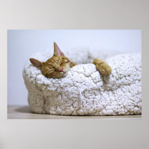 Canvas Premium Poster do Cat Nap 4 (Gloss)