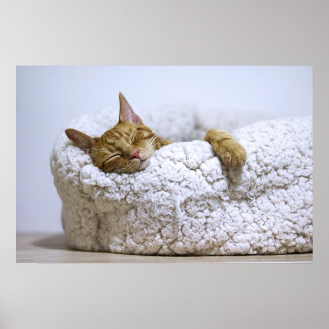 Canvas Premium Poster do Cat Nap 4 (Gloss) (Frente)