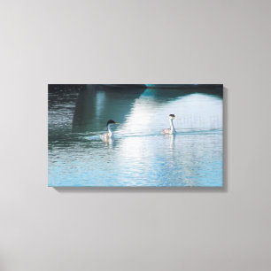 Canvas Print (Impressão de tela) - Western Grebe 