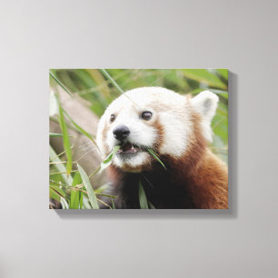Canvas Print Photo red panda , animais 0172.