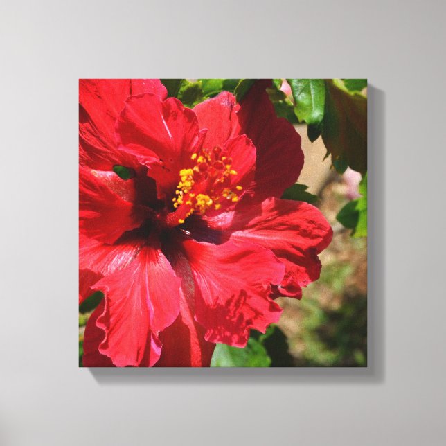 Canvas Red Hibiscus (Frente)