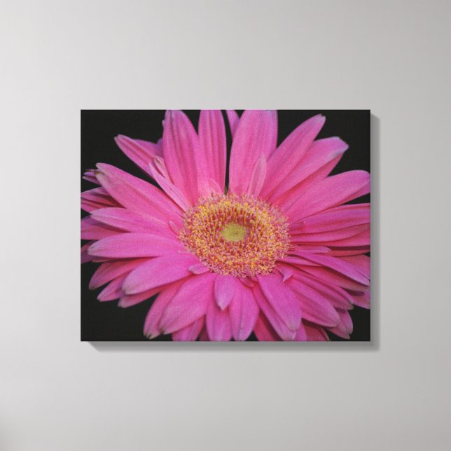 Canvas rosa (Frente)