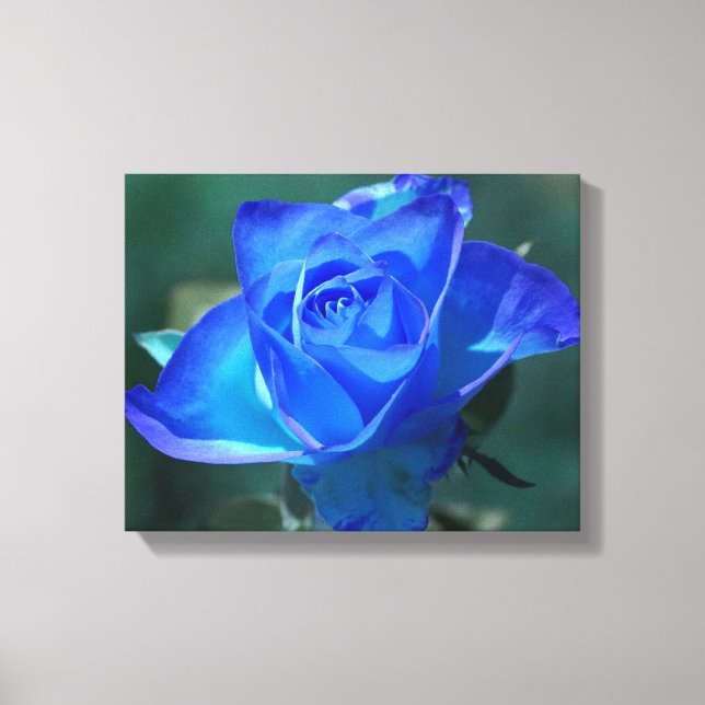 Canvas Rosa azul de dois tons (Frente)