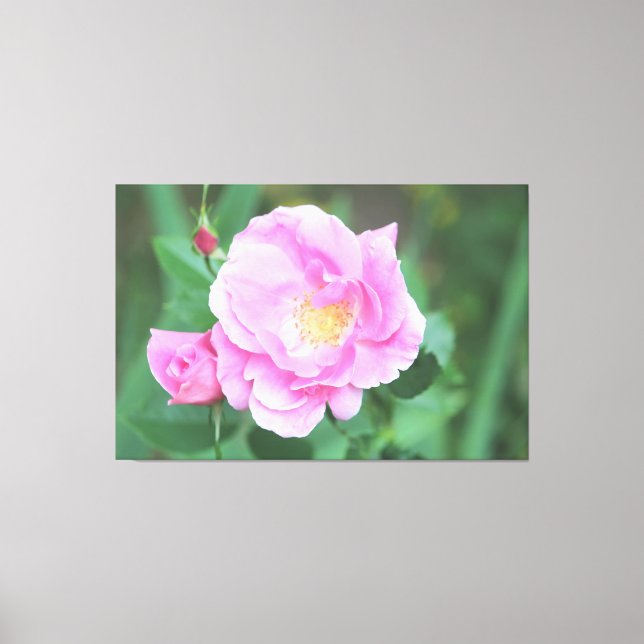Canvas Rosa Rosa Extra Grande (Frente)