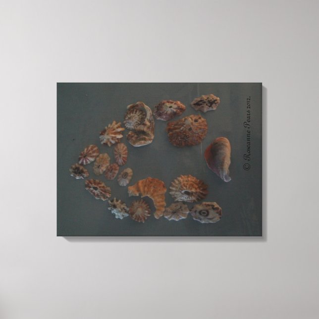 Canvas (SeaShell House) SDCescartazes ©️ 2012 (Frente)