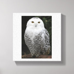 Canvas superiores (brilho)