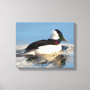 Canvas superiores do pato do Bufflehead (brilho)