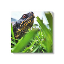 Canvas Tartaruga Fechar