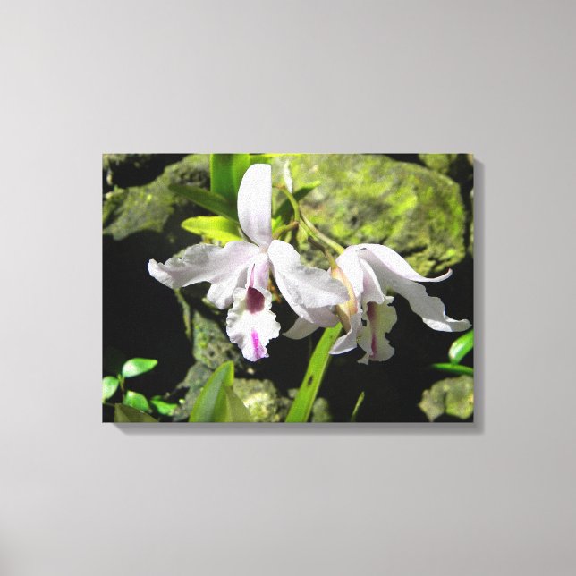 Canvas White Orchids (Frente)