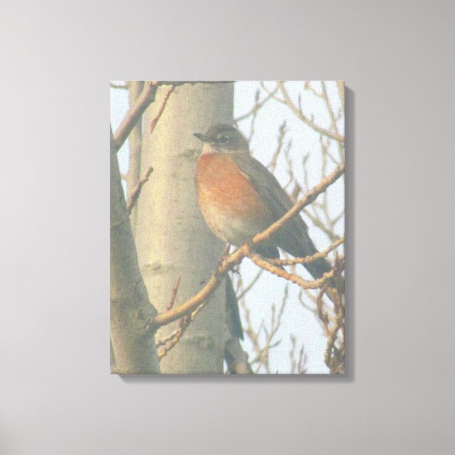 Canvas - Winter Robin (Frente)