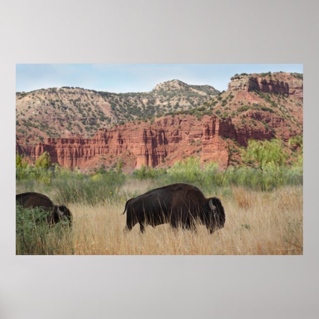 Canyon Buffalo Art Poster - 60x40 - outros tamanho (Frente)