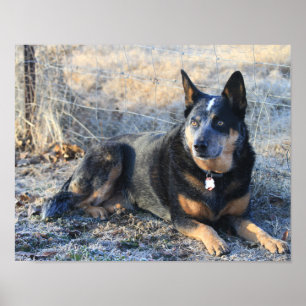 Cão australiano do gado ou poster azul da foto de