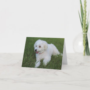 cão branco fofo e fofo num cartão de nota