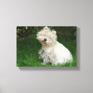 Cão branco pequeno na Canvas