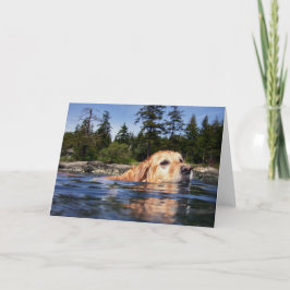 Cão de água - cartões