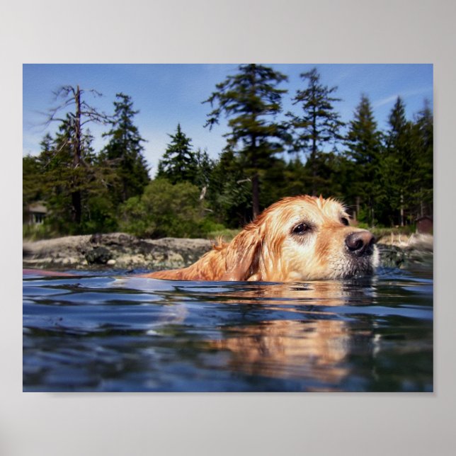 Cão de Água - Impressões de Arte Fina (Frente)