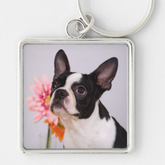 Cão de Boston Terrier com o chaveiro cor-de-rosa