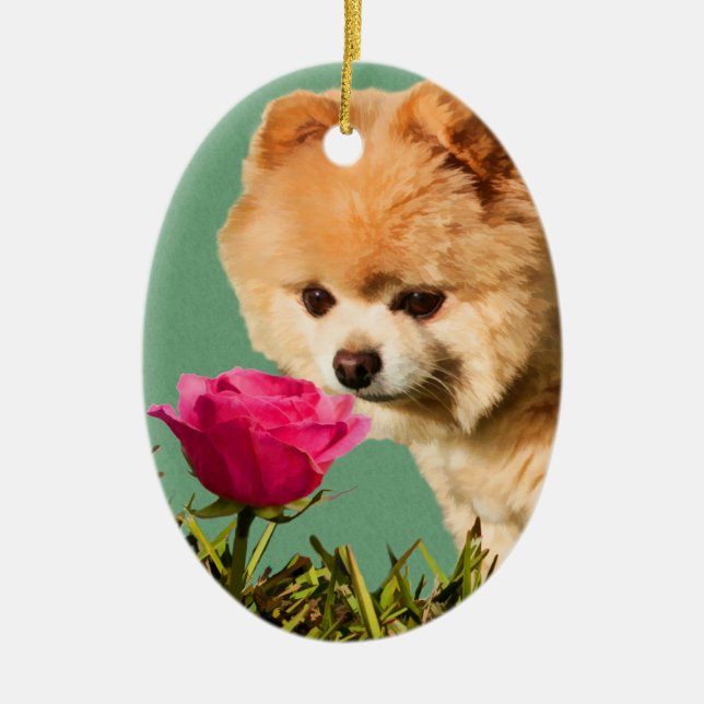 Cão de Pomeranian e ornamento cor-de-rosa (Frente)