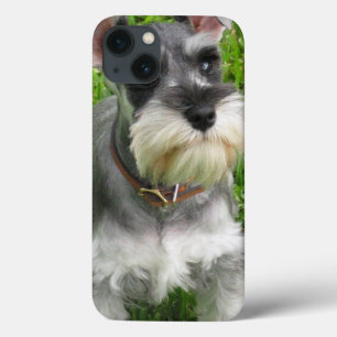 Cão do Schnauzer
