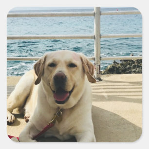 "Cão etiqueta da foto do cão de Labrador na doca