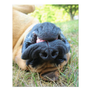 Cão inglês do Mastiff que sorri - foto