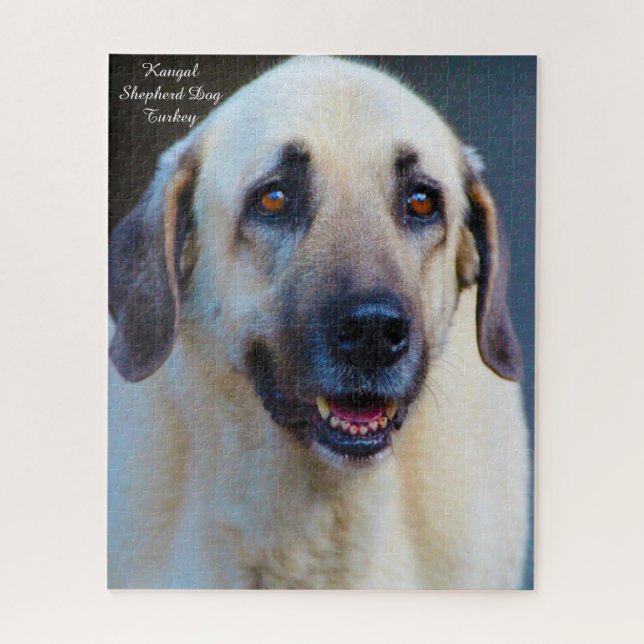 Cão Kangal. Quebra-cabeça (Vertical)