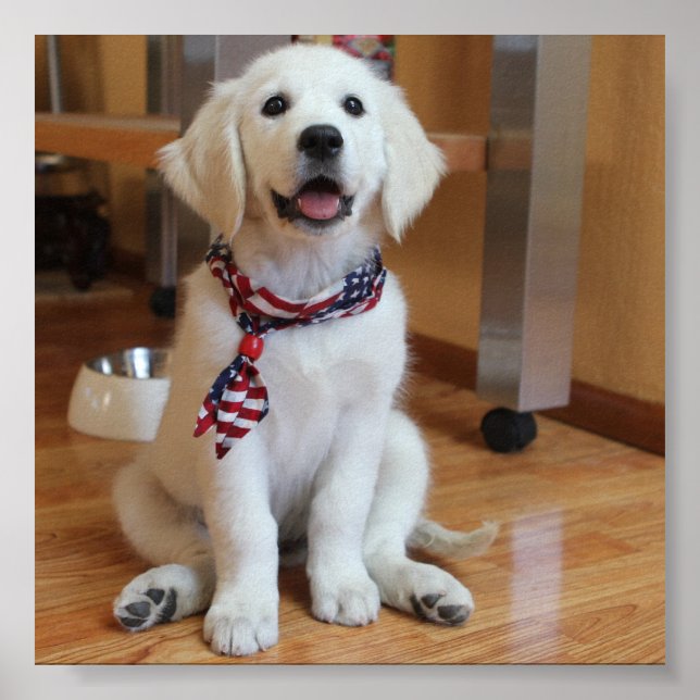 cão mais fofo do mundo poster (Frente)