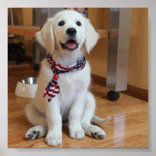 cão mais fofo do mundo poster