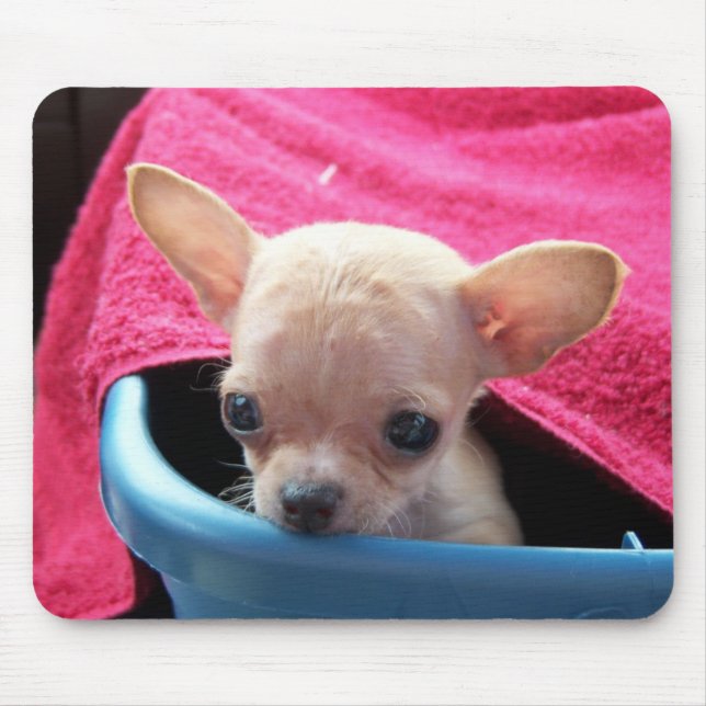 Cão Mousepad da chihuahua (Frente)