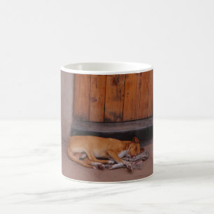 Cão no Resto da Caneca