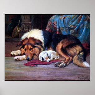Cão órfão salvado por um Collie - impressão da